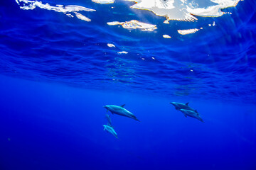 A pod of Pantropical Spotted dolphins glides through the deep blue waters off the coast of Hawaii.