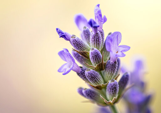 Lavender Bloom Purple Flower Close-Up