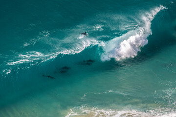 A pod of dolphins rides a curling wave at Byron Bay, Australia.