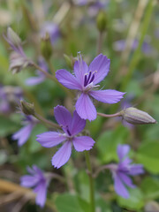 Wildflowers Tradescantia occidentalis Spiderwort purple flowers with three petals closeup in Paynes Prairie Preserve State Park in nature Gainesville, Florida