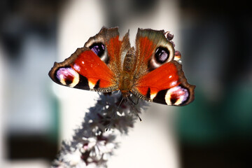 On an inflorescence of a cimicifuga with small white flowers the butterfly with bright motley wings sits.