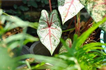 Caladium, Caladium Bicolor Vent or Caladium bicolor