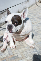 dog or french bulldog, unaware French bulldog or sitting French bulldog