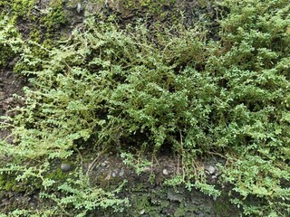 Lush Green Moss and Small Plants Growing on Damp Wall. Close-up of green moss and creeping plants growing on a damp stone wall, showing nature reclaiming textured surfaces