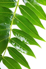 Obraz premium Fresh Green Leaves Close Up with Water Droplets on White Background Studio Shot Botanical Beauty Simple Clean