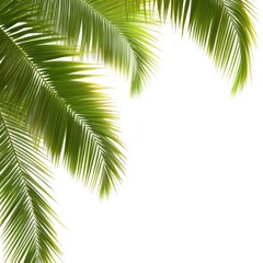 Fototapeta premium Palm fronds against white background tropical foliage close up bright light airy minimalist style vacation backdrop