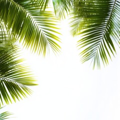 Fototapeta premium Palm fronds framing a bright white sky creating a tropical border for text or design in a vertical composition