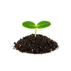 Small Plant with Root System Isolated on PNG Format
