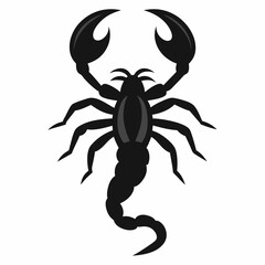 black scorpion isolated on white
