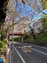 桜坂（東京／桜）Sakurazaka