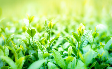 Young tea leaves in organic farm, tea plant green in nature. Green tea, Green tea plantation in morning. Close-up