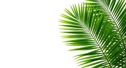 Fototapeta premium Palm Leaf on White Background