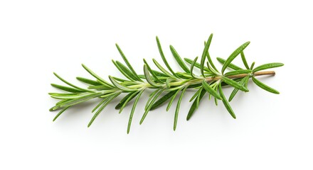 Fototapeta premium Rosemary Sprig on White Background
