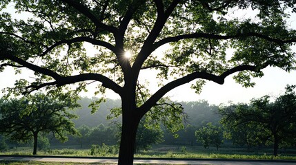 Obraz premium Silhouette of a large tree on a sunlit morning.
