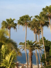 Fototapeta premium Tropical palm trees, view from the terrace of a villa on the sea coast. Vacations and travels