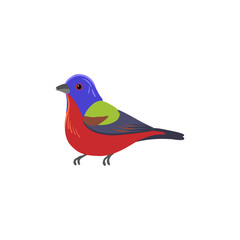 vector drawing bird, painted bunting , hand drawn Passerina ciris, isolated nature design element