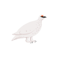 Fototapeta premium vector drawing bird,rock ptarmigan, hand drawn Lagopus muta, isolated nature design element