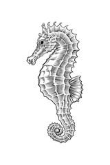 Fototapeta premium hand drawn seahorse illustration drawing