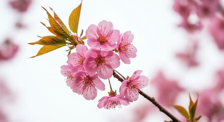 Pink Cherry Blossom Bloom on Branch