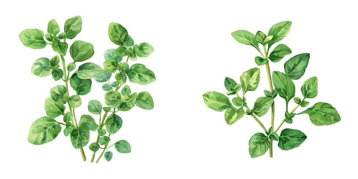 oregano watercolor vector illustration