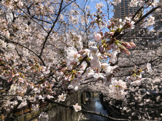 桜の写真（単体）cherry blossoms