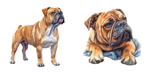 bullmastiff watercolor vector illustration
