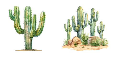 cactus watercolor vector illustration
