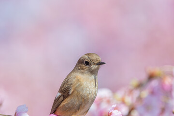 桜の枝にとまるジョウビタキのメス