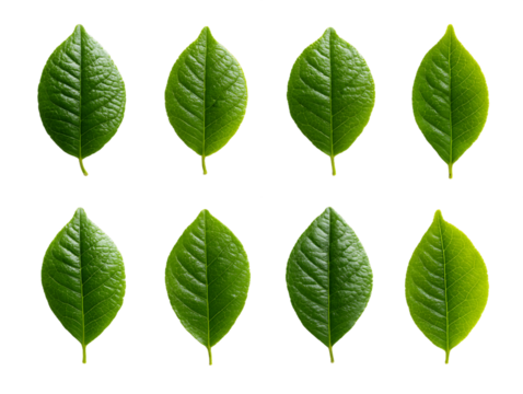 Collection of Green Leaves on Transparent Background, PNG