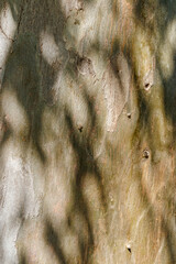 Close-Up of old Tree Trunk with shadows from leaves at sunlight. Abstract Wood Pattern, Beauty in Nature. Beautiful Organic textural wooden background, Botanical Photo bark of sycamore tree