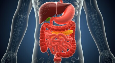 Human Digestive System Anatomy Illustration