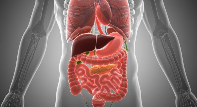 Human Digestive System Anatomy Illustration