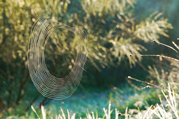 Intricate spider web glistening in the early morning sunlight with blurred background