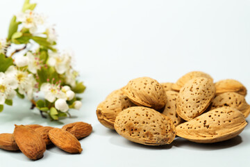 Unshelled almonds with almond blossom on a light blue background showing the connection between flower and fruit