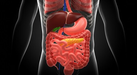 Human digestive system anatomy illustration