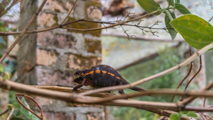 A chameleon is sitting on a tree, holding onto a branch with its paws. The reptile is purple with a...