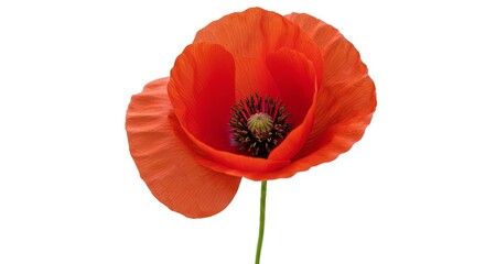 Obraz premium Red Poppy with Dark Center on White Background