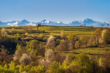 Spring landscape with hills and snow-capped mountains in the background.