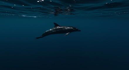 Fototapeta premium Dolphin Swimming Underwater in Ocean