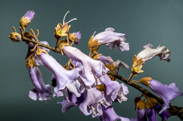 Elegant Light Purple Paulownia Flowers Blooming in Spring