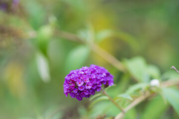 紫色に輝く房藤空木の花房