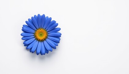 Blue flower blossom studio floral photography minimalist close-up nature's beauty