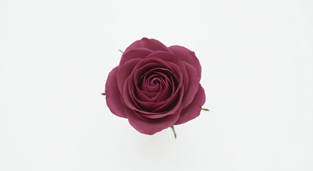Single burgundy rose against white background