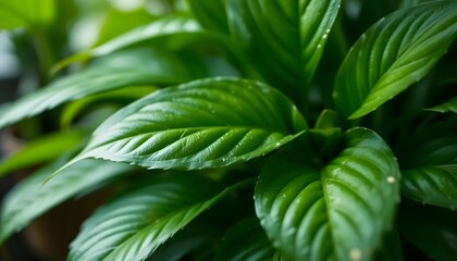 Lush Green Houseplant Leaves Close-Up with Natural Detail