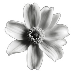 Obraz premium Flower PNG Clipart