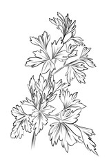 Parsley herb plant with many leaves vector