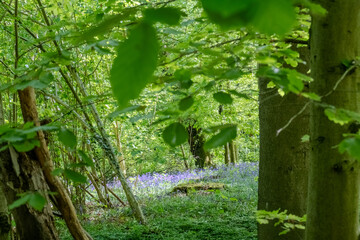 A serene and peaceful view of a vibrant, lush forest that is filled with rich green foliage and blooming bluebells