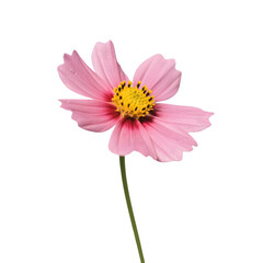 Flower PNG Clipart