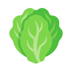 Fresh green lettuce head illustration on black background stock