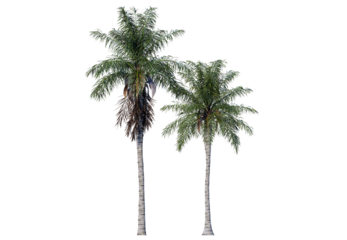 The Royal Palm is instantly recognizable by its tall, straight, and smooth gray trunk. Isolated royal palm